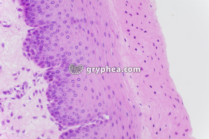 Vagin x100 - gryphea.com